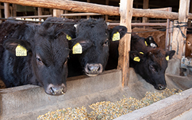 漢方を配合した飼料をたくさん食べて育つ関村牧場の牛たち