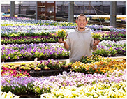 季節の花のかご寄せ植え